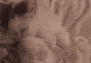 猫腿:别tm踢我,自己人!