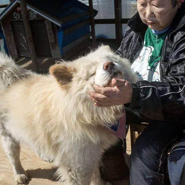 日本超人气的丑萌秋田站长走了，网友送别：它终于和奶奶团聚了！