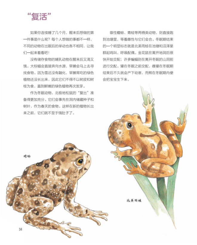 冬眠期结束后,雄性蟾蜍,青蛙等两栖动物直接跑去池塘里,等着雌性与