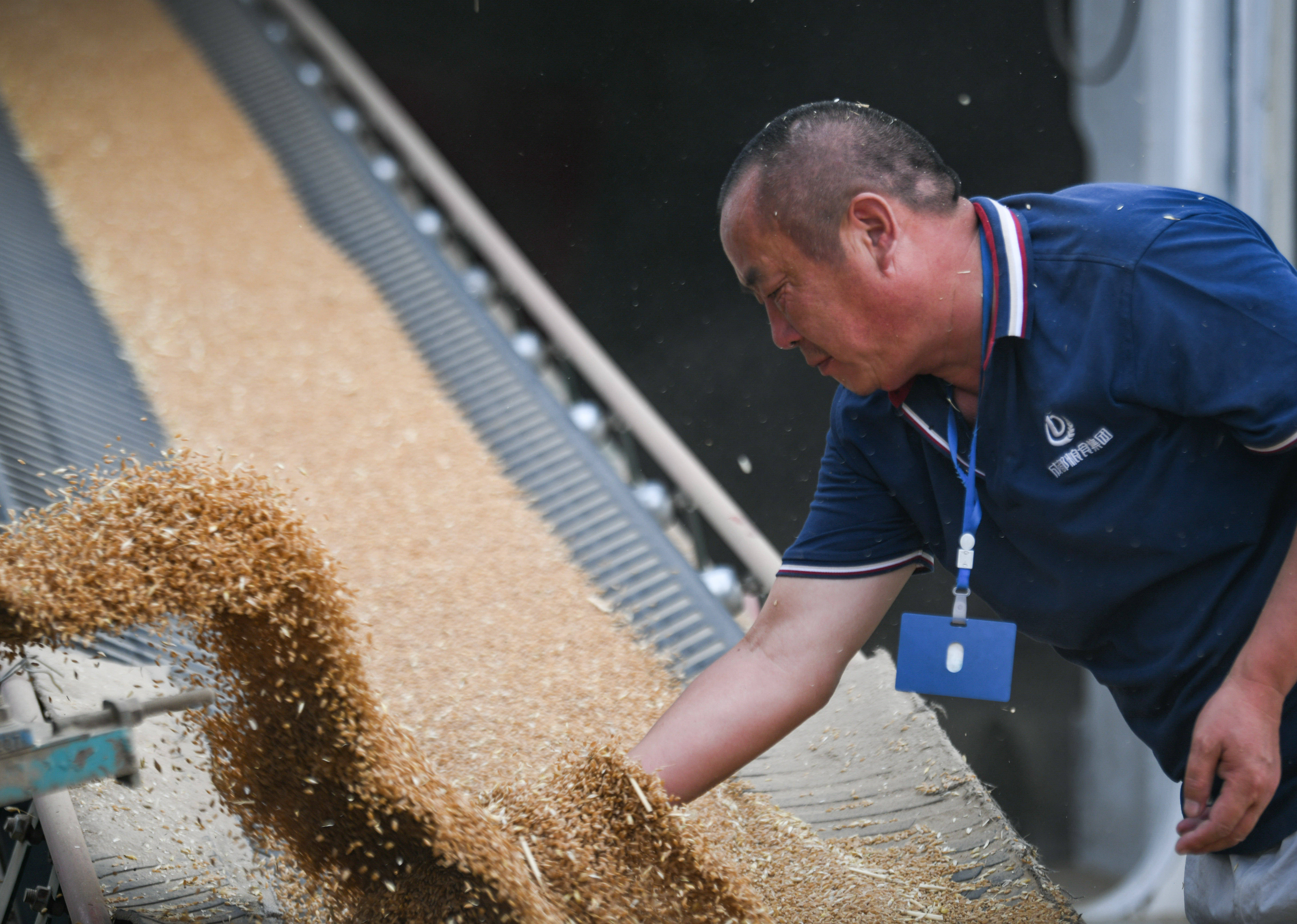 6月10日,在成都粮食集团青白江国家粮食储备库,粮食保管员在查看入库