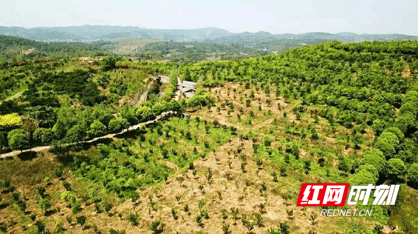 邵阳县蔡桥乡:"油""柚"产业铺就小康路