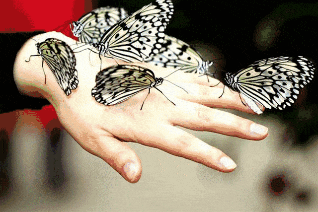 【通知】蝶·恋花馆(原七彩蝶园)即将开馆_蝴蝶