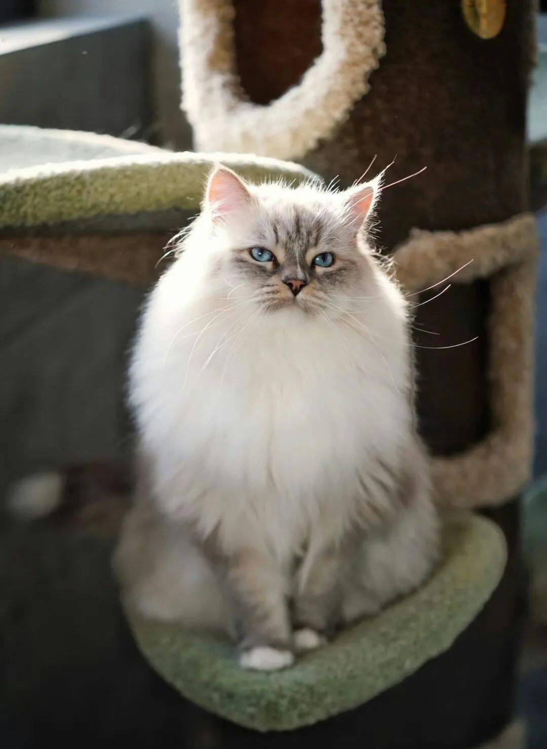 各个年龄段的猫的大小 02997410c3c64a5e92913e3f648460ef.jpeg