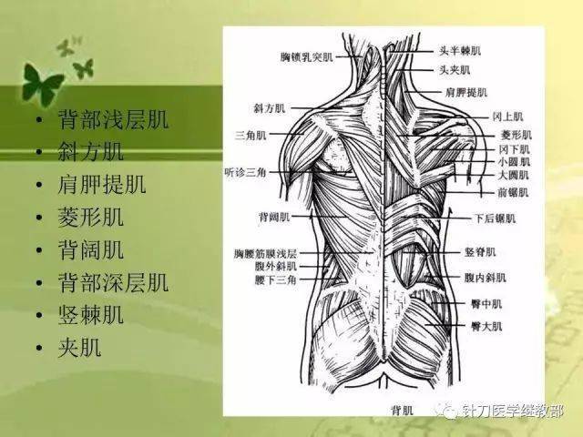 【课件分享】腰部疾病的相关解剖