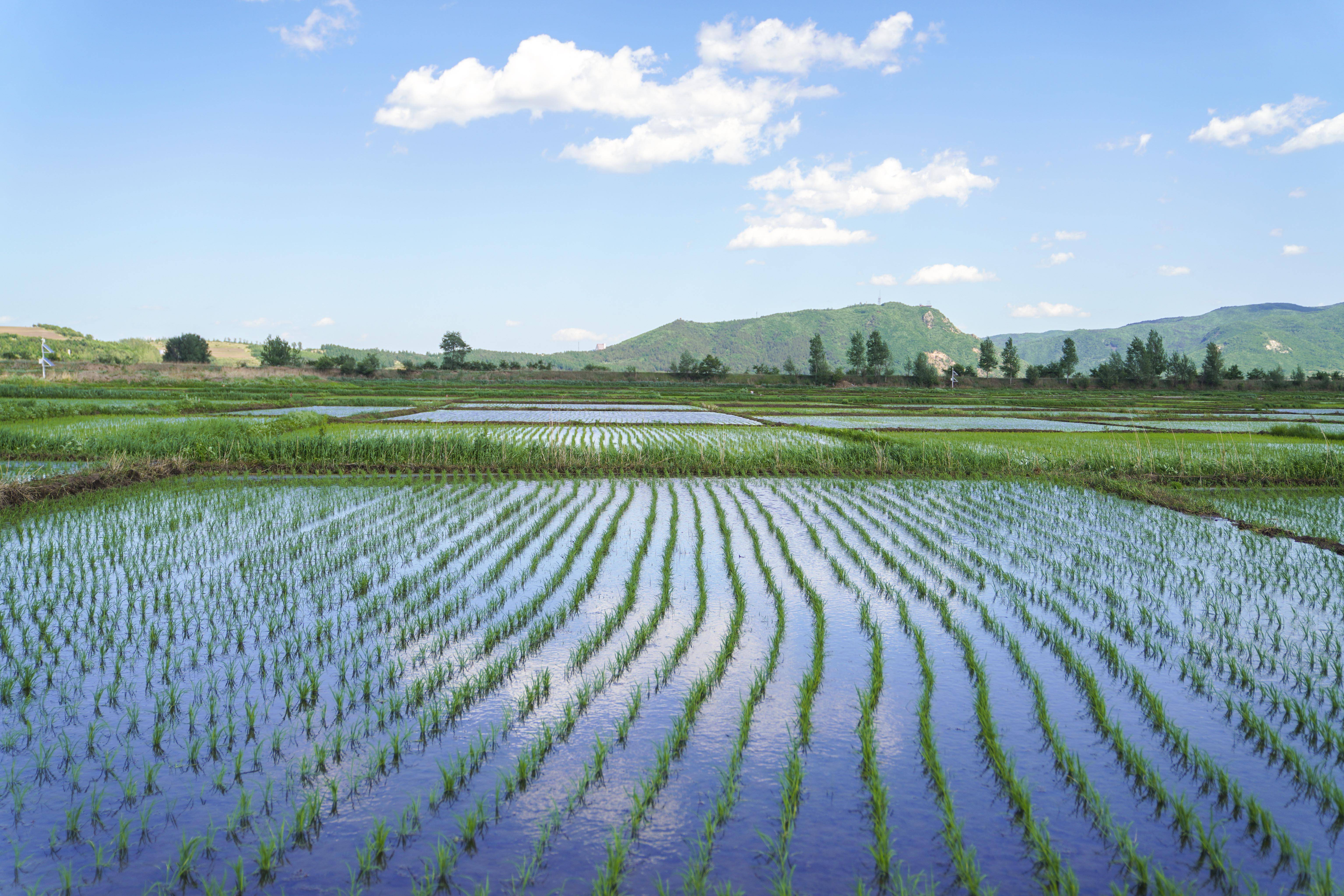 吉林延边:4.7万公顷水稻插秧结束 缓苗情况良好