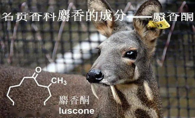 名贵香料麝香的成分麝香酮