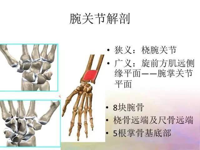 基础学习腕关节解剖详解