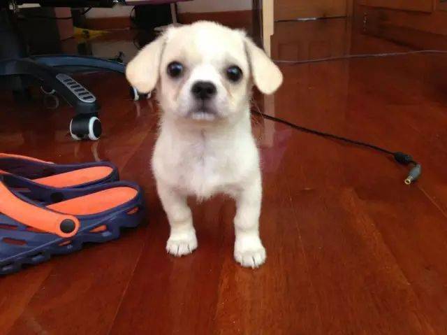 哪些土狗最可爱 cf10a0ef41fb4969a99c9d38938bf2d3.jpeg