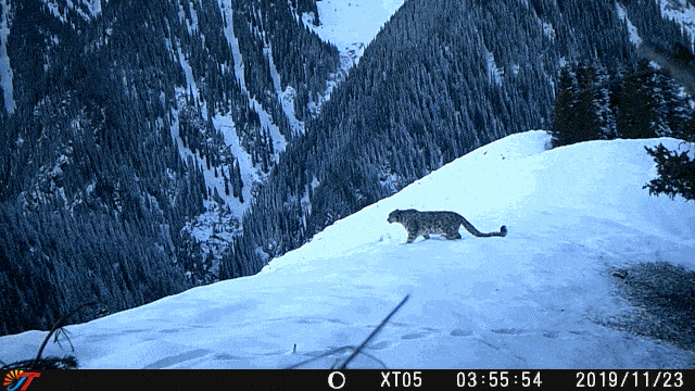 在新疆,神奇动物