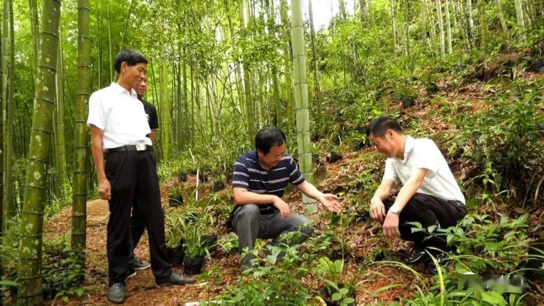 百年难遇!长汀惊现珍稀野生"无叶美冠兰"