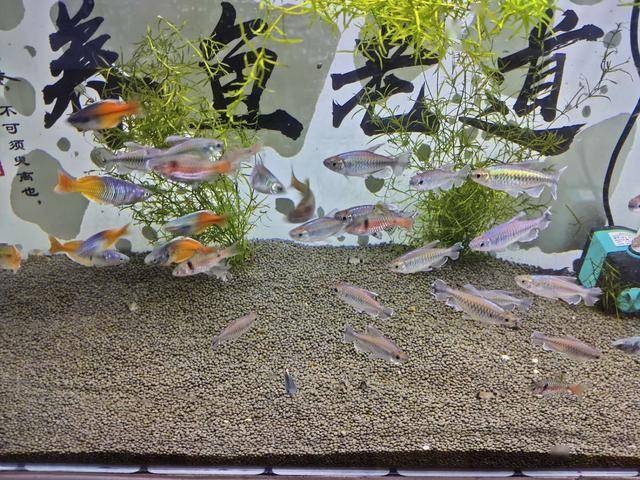 怎么样自己做鱼食 0ffdb697a48e4ab0b2f80d19c6b8a825.jpeg