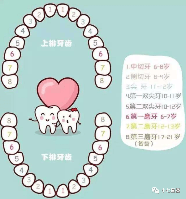 儿童换牙顺序图如下