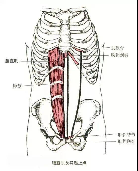 最全人体肌肉解剖套图,值得收藏!
