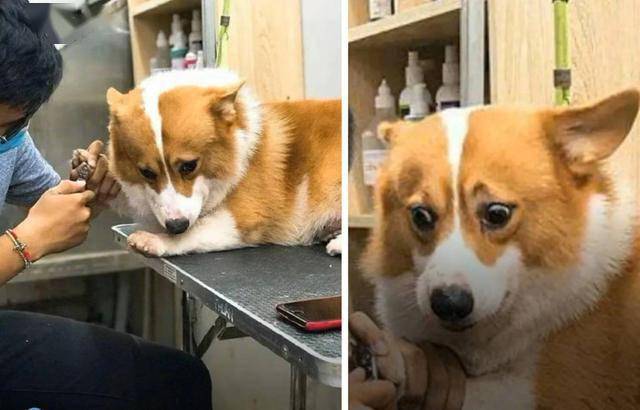 如何给狗狗剪指甲不疼 456797b1c3be4616a2d63fbd071f445e.jpeg