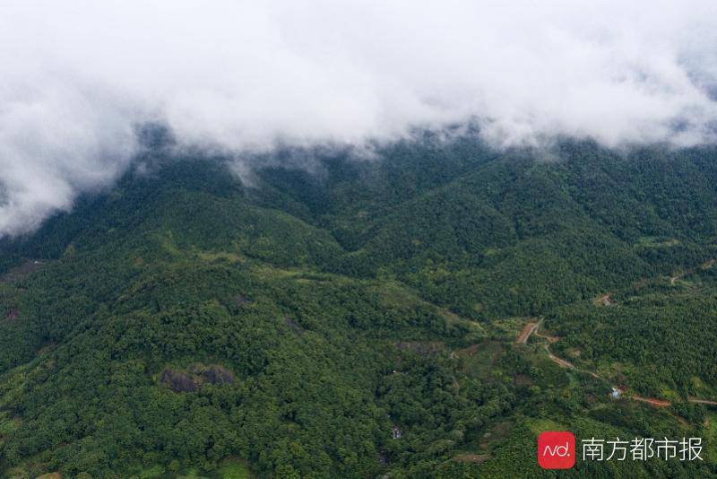 汕尾市陆河2020GDP_陆河擂茶(2)