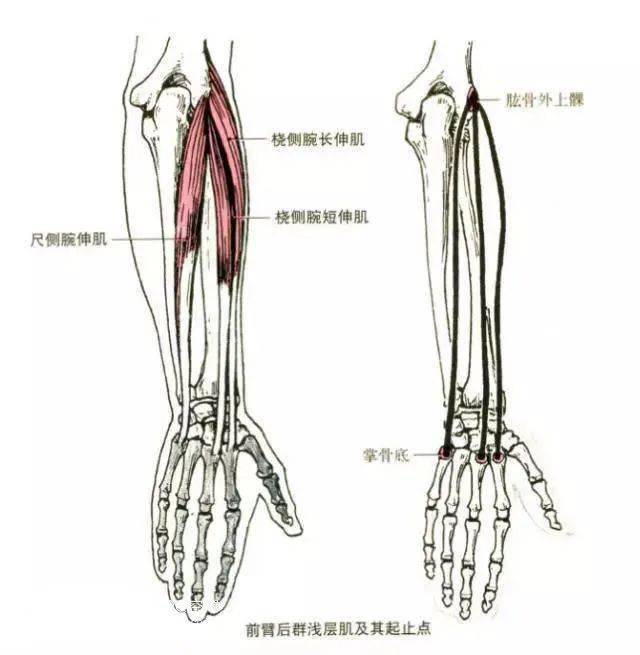 22,梨状肌