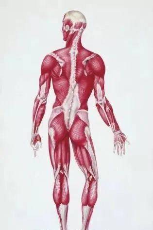 最全人体肌肉解剖套图,值得收藏!