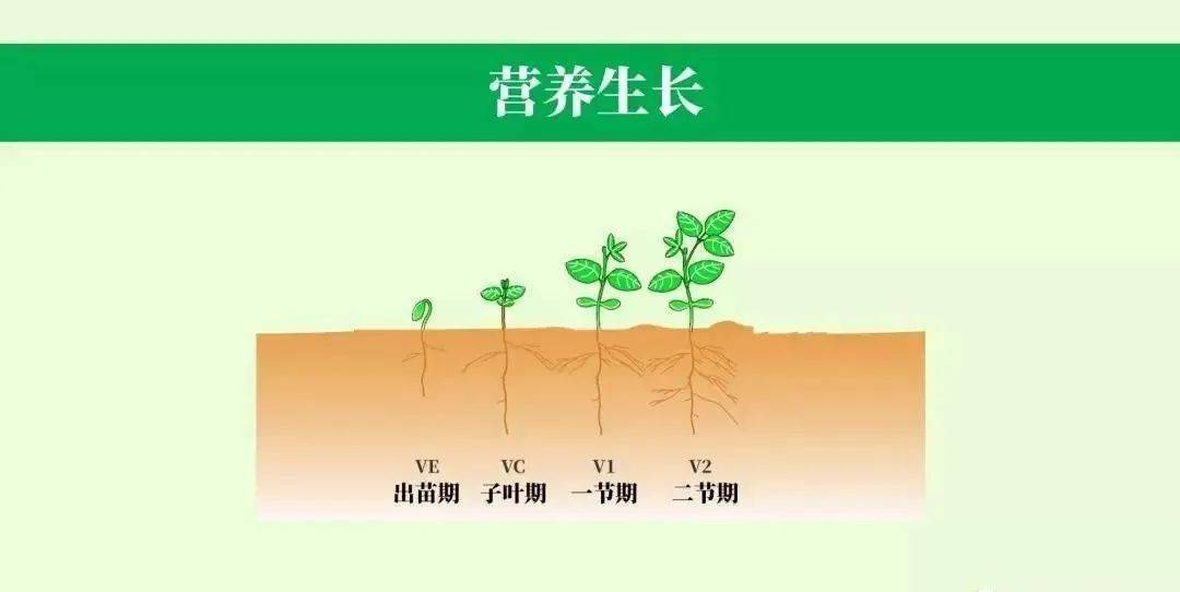 【农技推广】大豆的一生,高清图谱解析