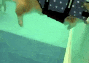 柯基:对不起,我不跟腿长的狗做朋友!