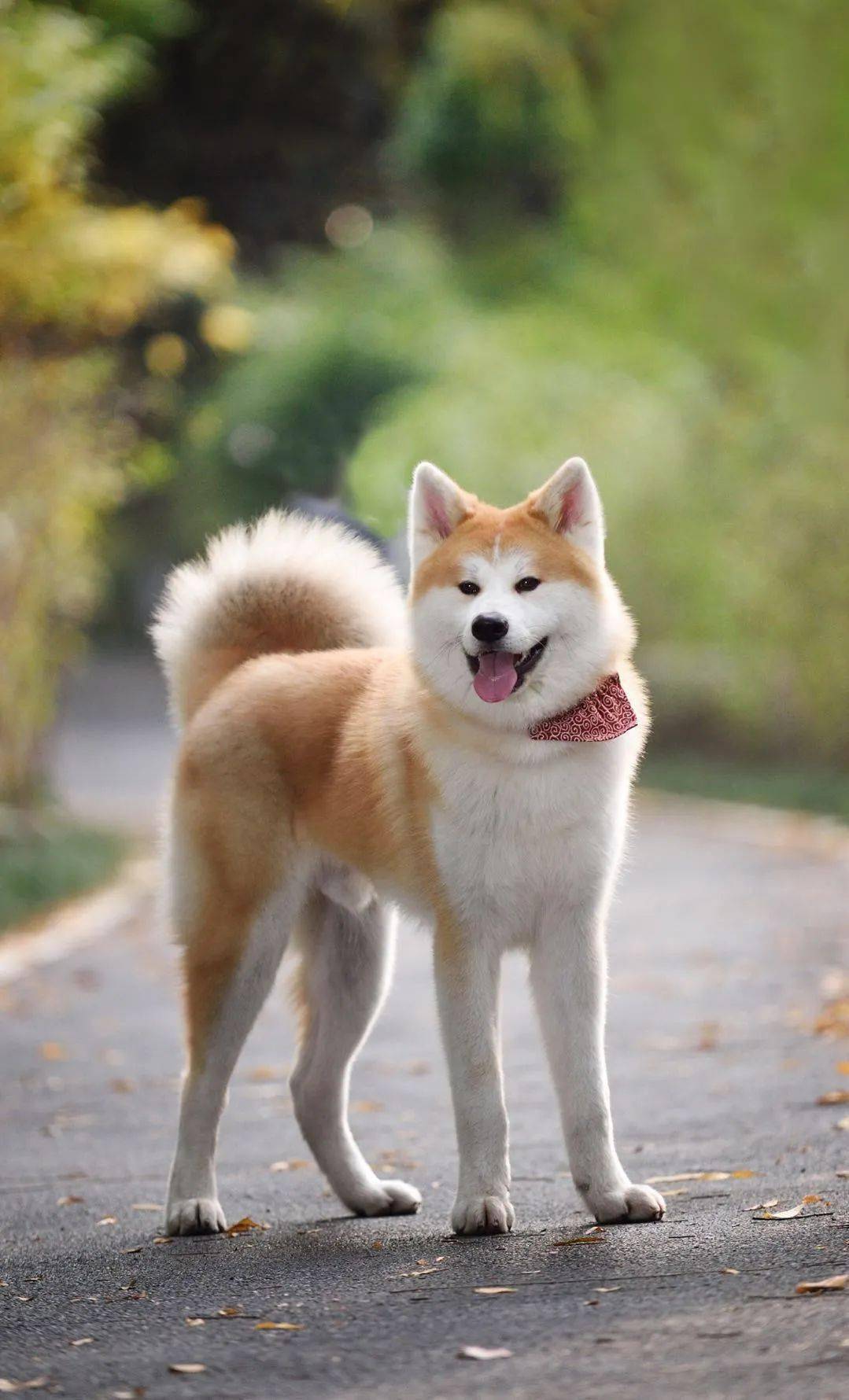日本第一犬——秋田犬_玛塔吉