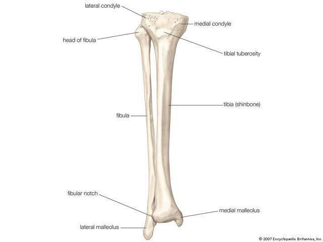 瘦小腿肌肉群训练方法 50cb1497cf4b4a1194a44e0e2f832626.jpeg