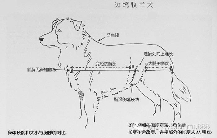 边牧的结构比例与胸深的关系