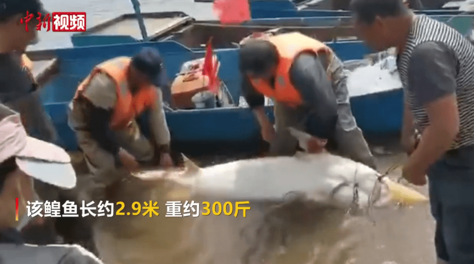 黑河市|黑龙江渔民捕获300斤重巨型鳇鱼