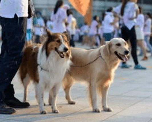 长沙养犬市民请上牌违法违规养犬将被没收和处罚