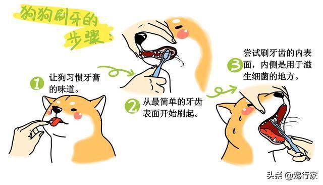 如何正常刷牙能避免牙结石 50eba710522d4a3f8b5bb15fe2ddd94b.jpeg