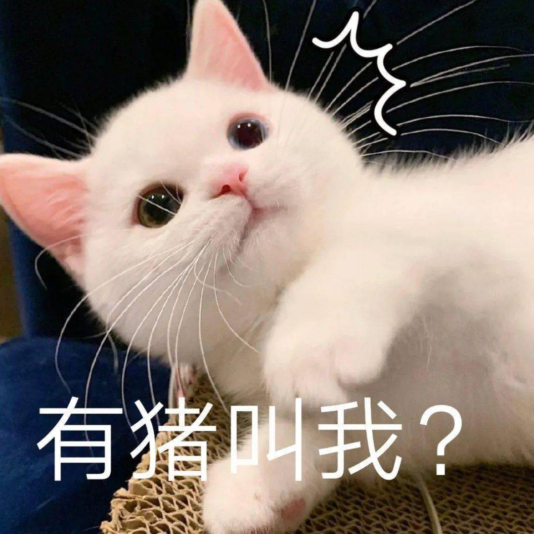 网红猫咪 | 小奶猫蛋崽表情包(二)