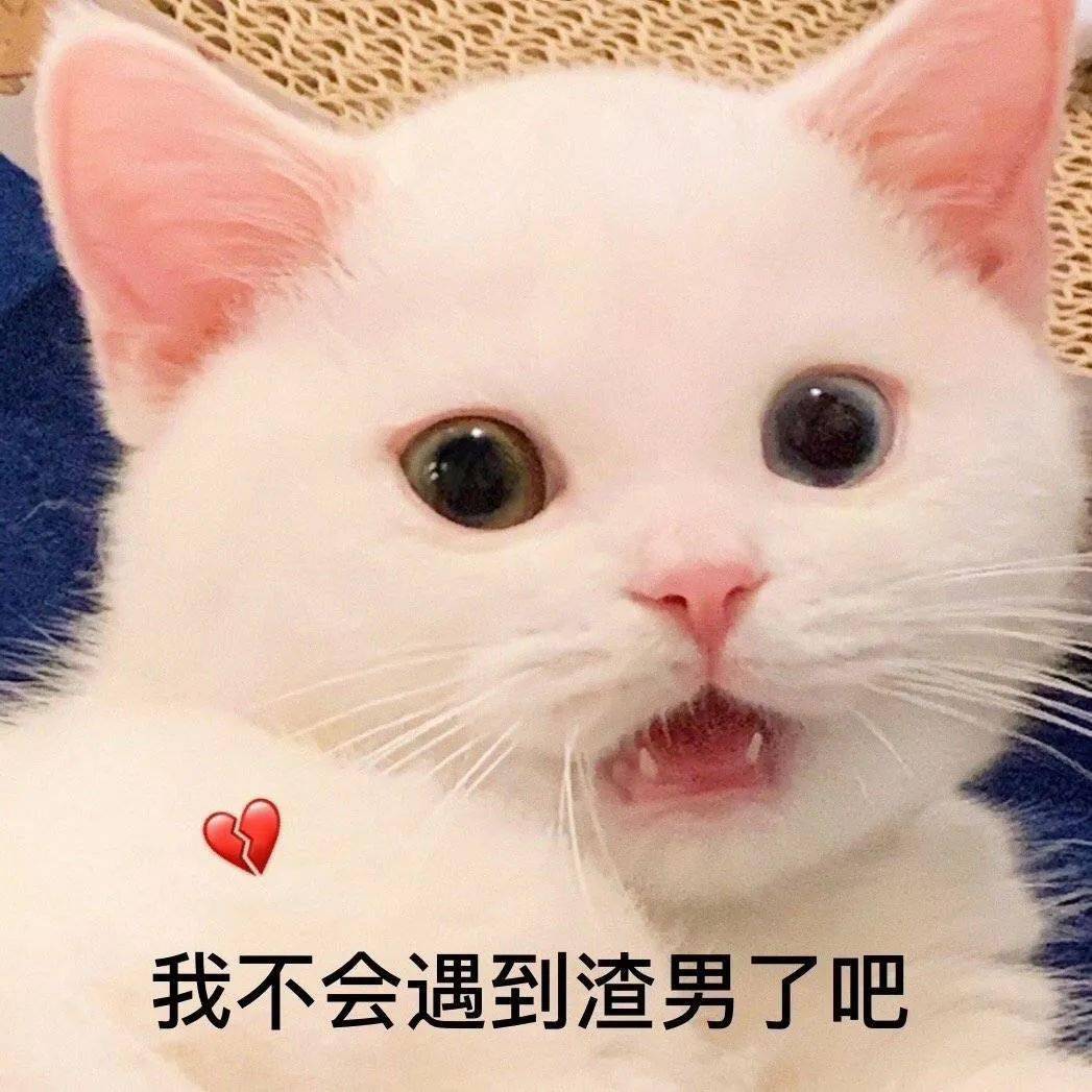 网红猫咪 | 小奶猫蛋崽表情包(二)