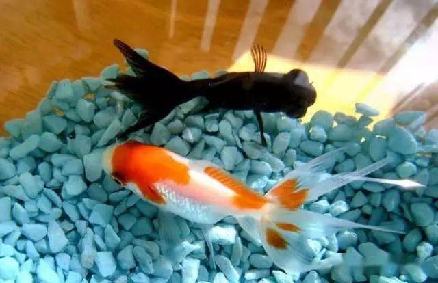 鱼类品种大全不常见 ab1f73b8ebac4087a9282292a527f87b.jpeg