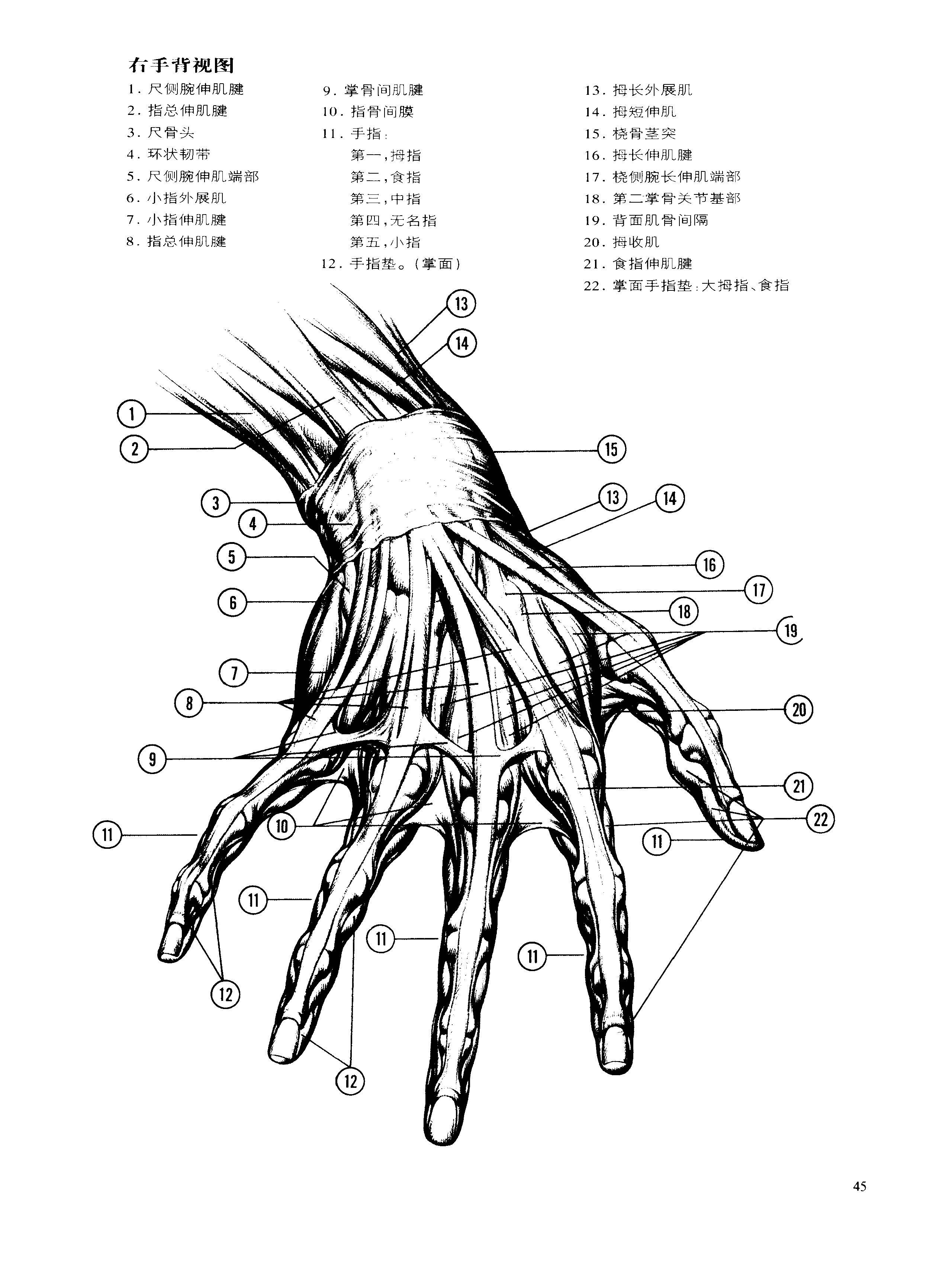 动态素描·手部结构 解剖与结构 伯恩霍加思