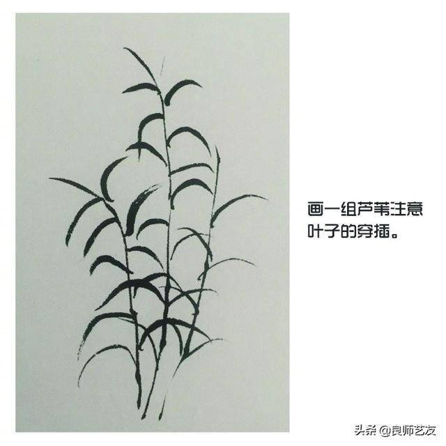写意中国画芦苇的画法示范,步骤清晰明了,讲解细致直白