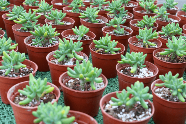 多肉种植基地 144329f2ba3f4f499d3b49de9ac1e381.png