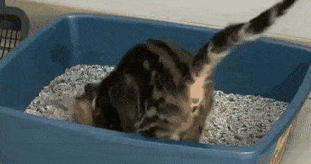 3df2c54c4bd049dcb885ed7a0e020d7e.gif
