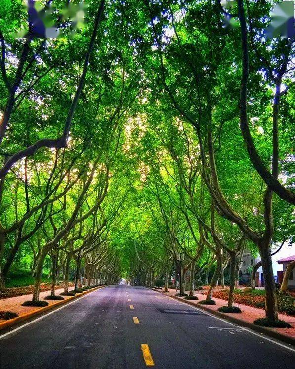 南京十大最美林荫大道之一大厂太子山路,两侧高大的法国梧桐树枝杆
