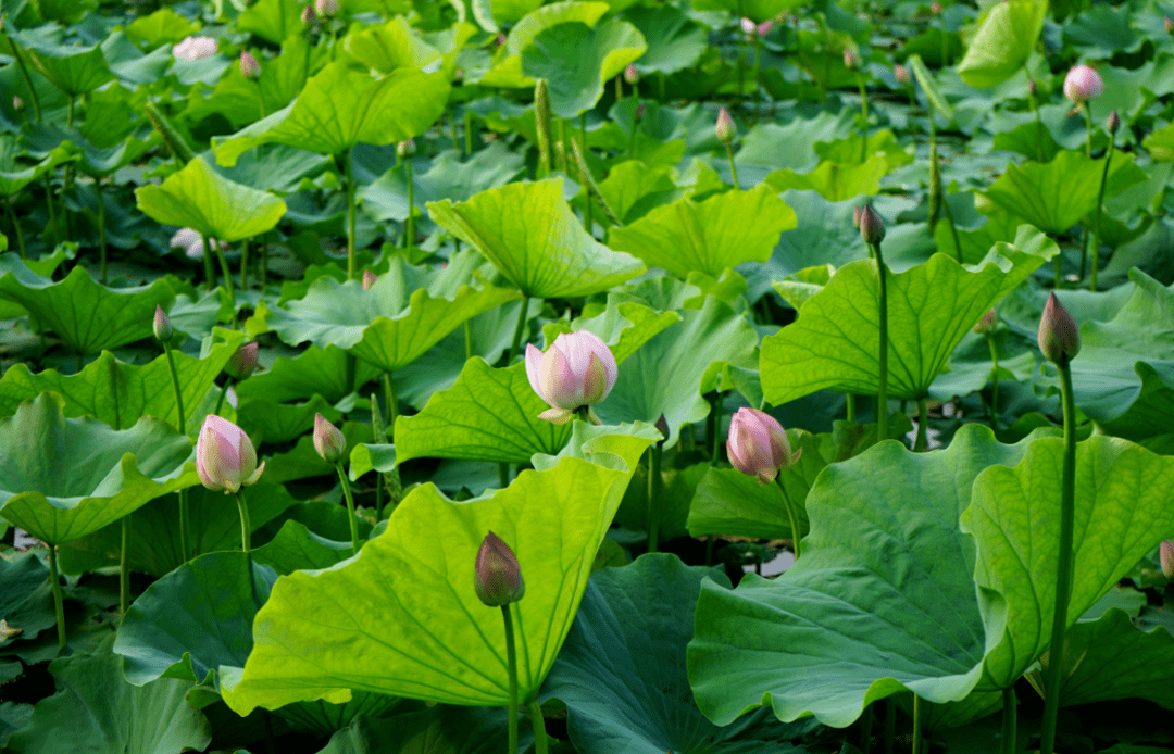 错过了还要再等一年!