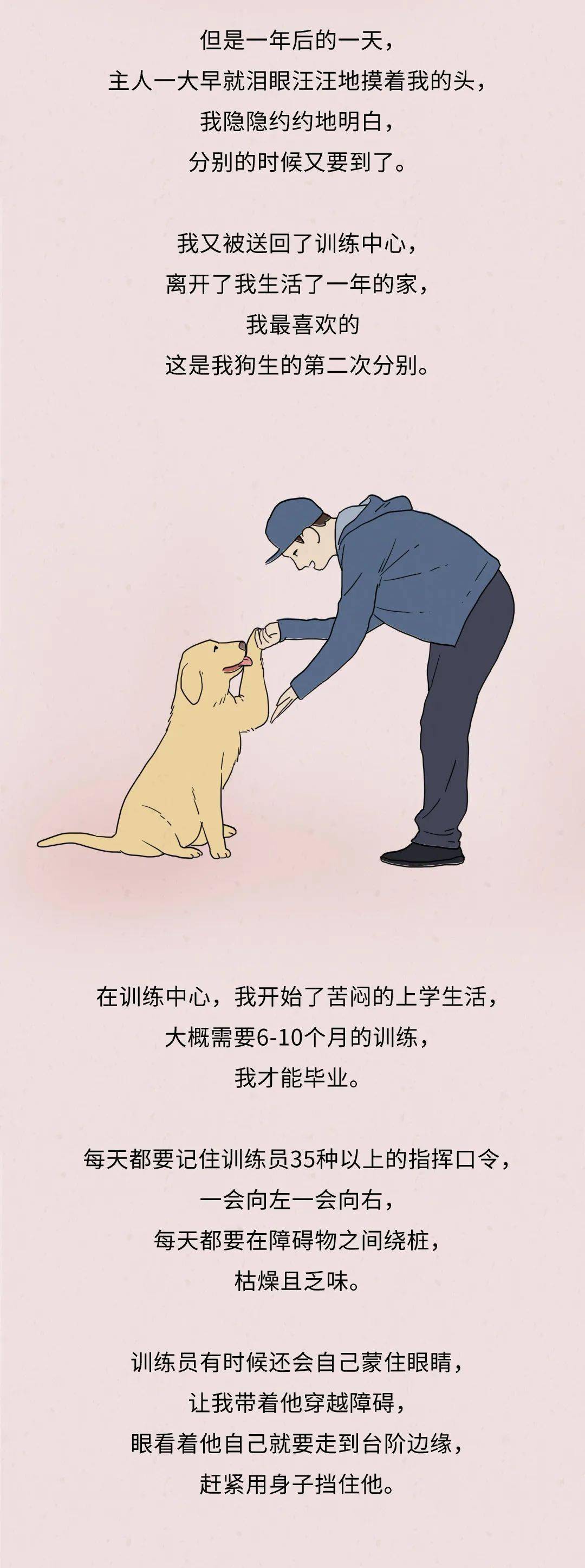 被嫌弃的导盲犬的一生