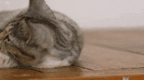 猫拿jio踩我脸的姿势真是帅呆了