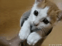 萌猫搞笑动态图