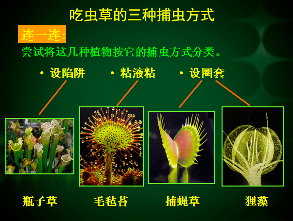 生动形象地讲解了本课需要绘画的四种吃虫草:瓶子草,毛毡苔,捕蝇草和