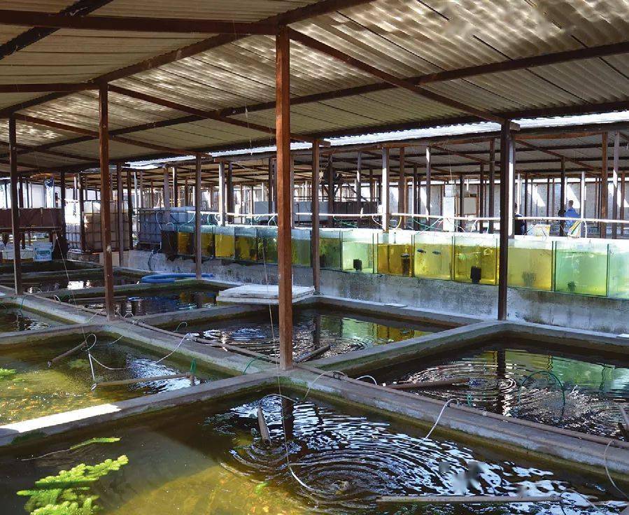 pisciculture tanganyika的鱼场一隅