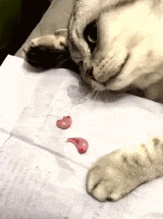 搞笑gif趣图:大哥出场霸不霸气不要紧,关键是要骚气