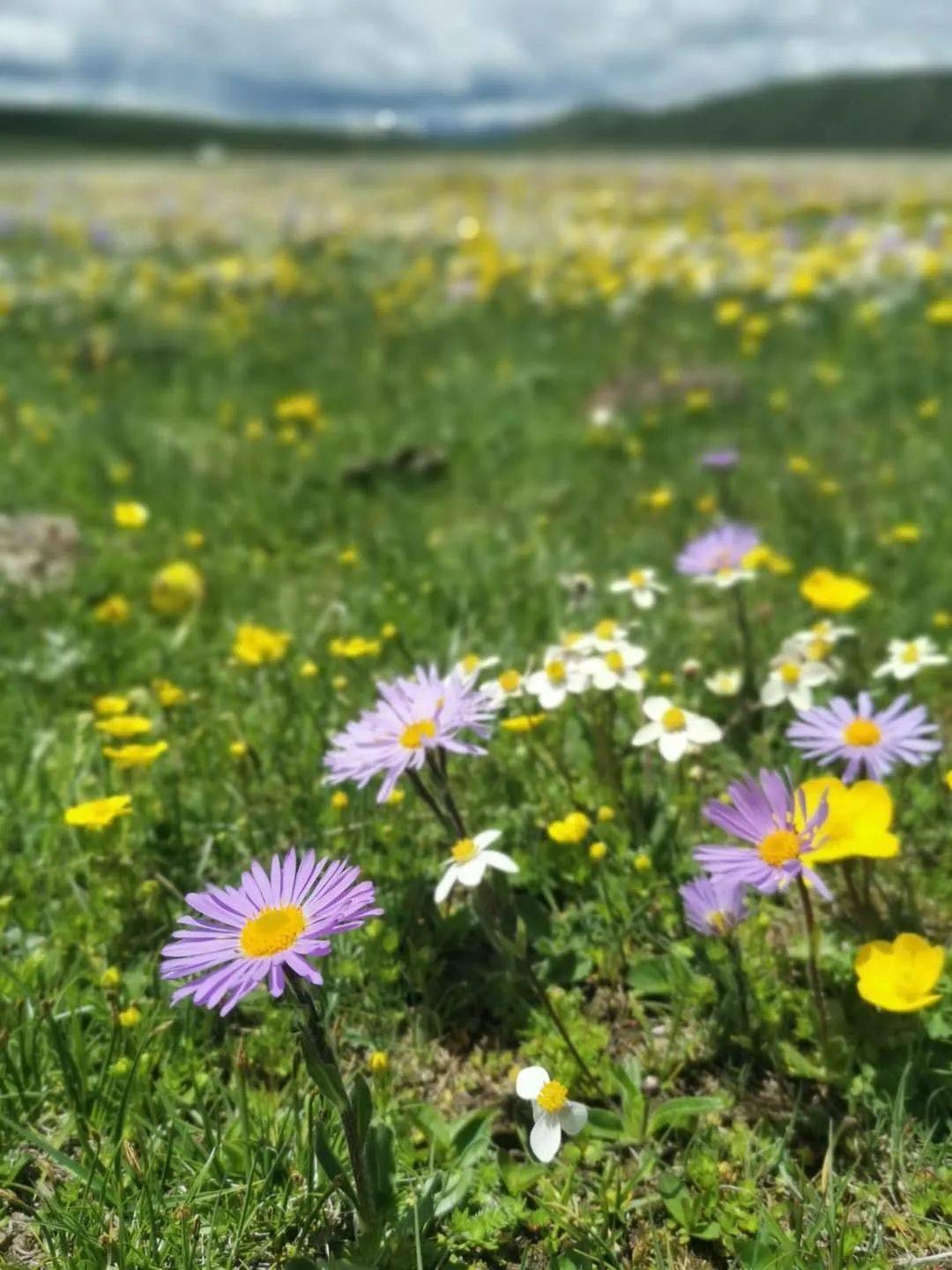 草原上的格桑花~俄木塘花海措琼海2日