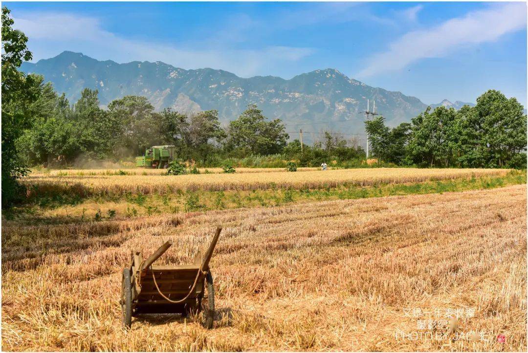 屈伟力 | 小麦,菜籽收获季 | 摄影图片记_麦田
