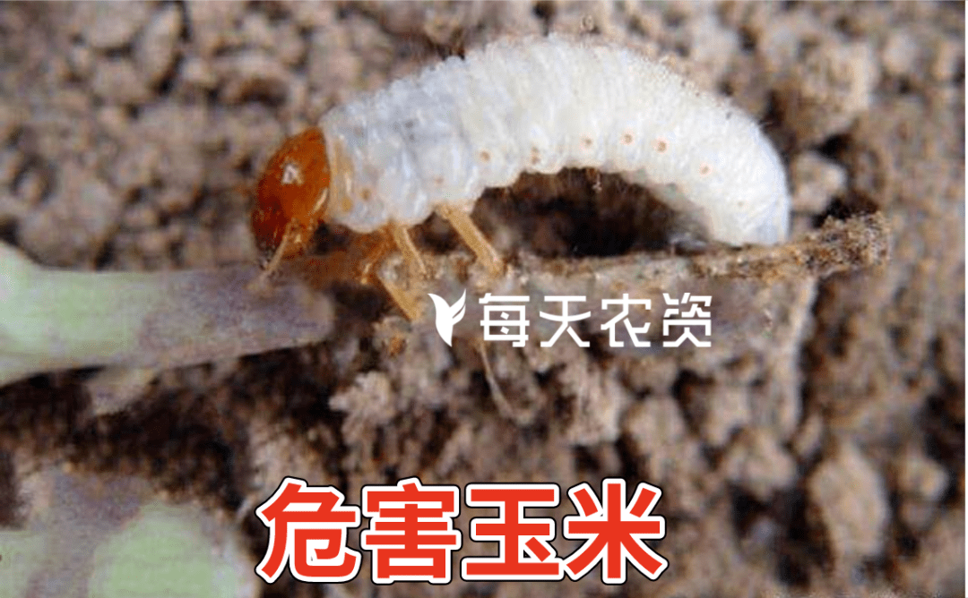 蝼蛄  