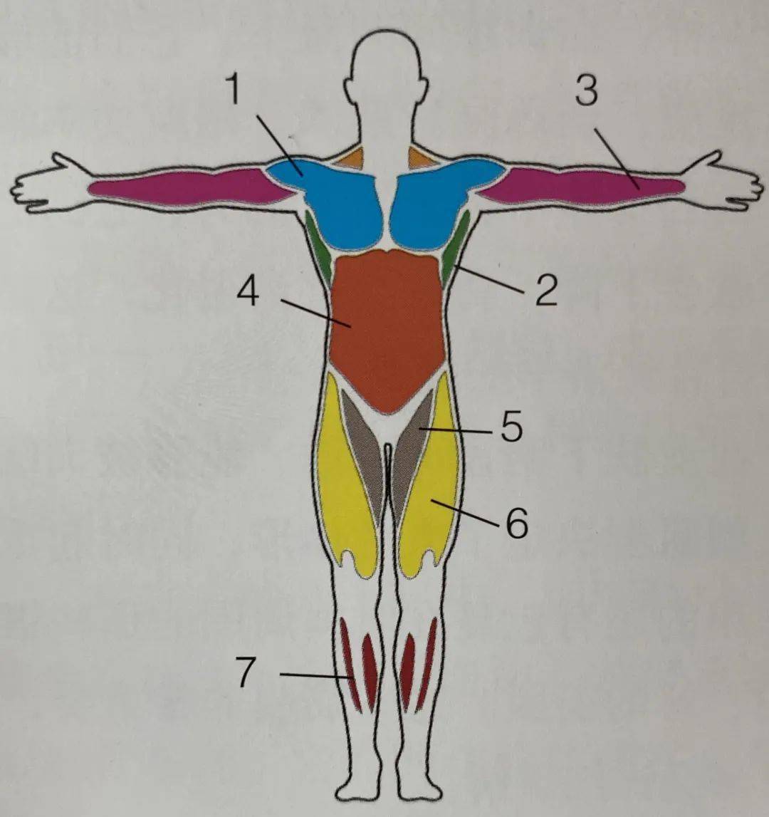 人体大型肌群