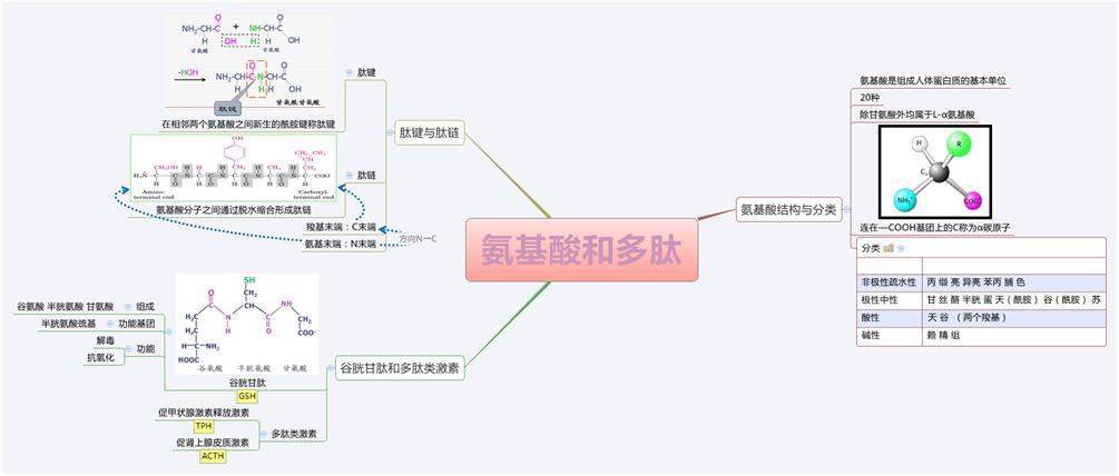 生物化学思维导图