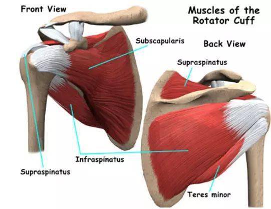 肱骨头的上方为冈上肌腱,前方为肩胛下肌腱,后方为冈下肌腱和小圆肌腱